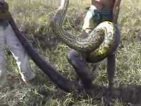 anaconda eats man. Man wrestles huge anaconda
