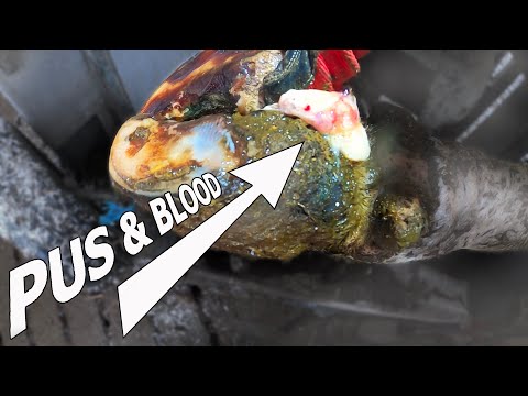 BLOOD AND PUS BUBBLES ... treat a HOOF ABSCESS | The Hoof GP