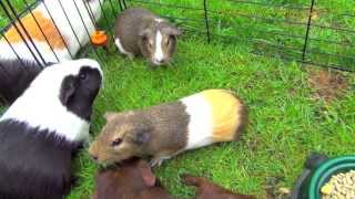 My Guinea Pigs Living - Squeaking Loudly