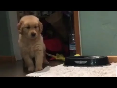 Cute Stressless Funny Animal Compilation