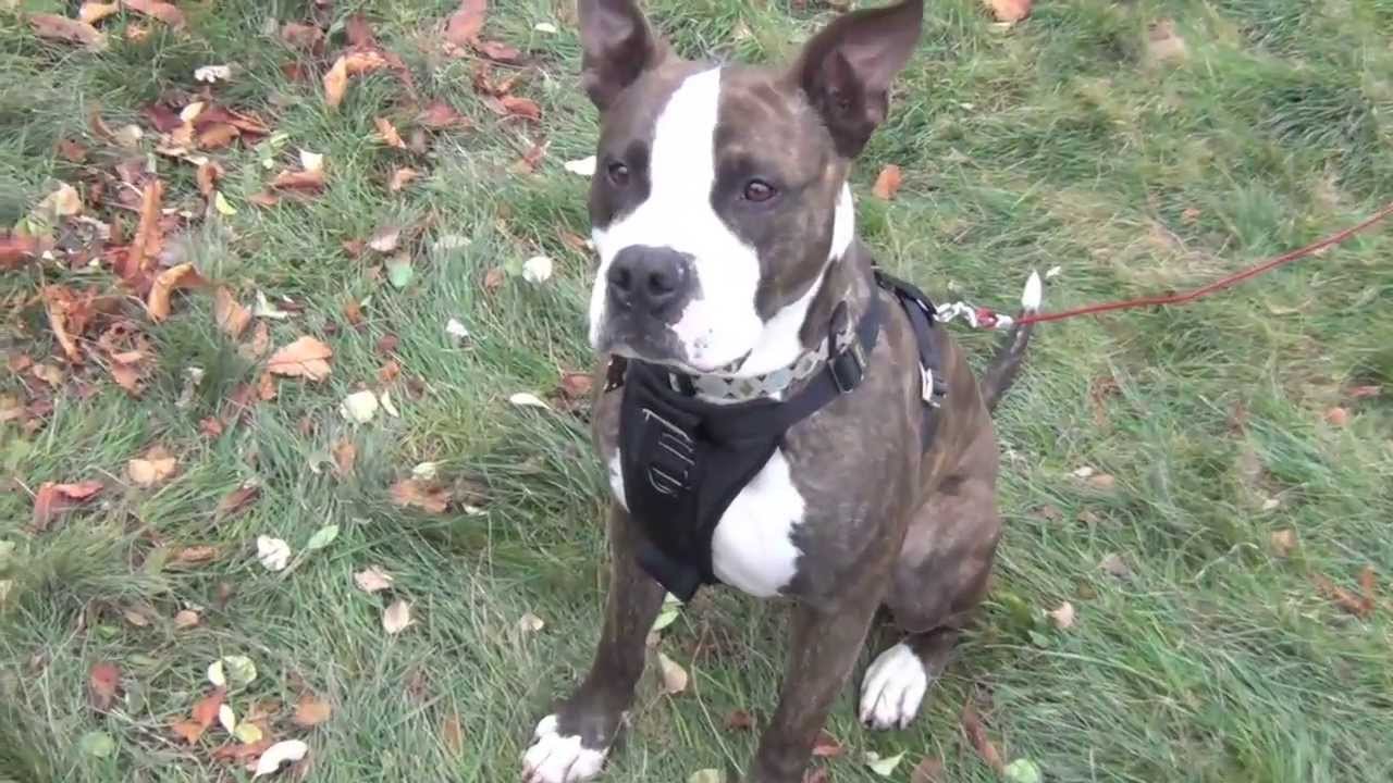Chango Pit Bull American Staffordshire Terrier Rescue Ridge - YouTube Chango Pit Bull American Staffordshire Terrier Rescue Ridge - YouTube