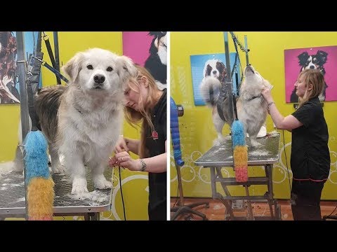 Pooch Feels Betrayed At Dog Groomers