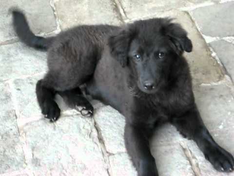 black golden retriever golden retriever negro black golden retriever black golden retriever golden retriever negro black golden retriever
