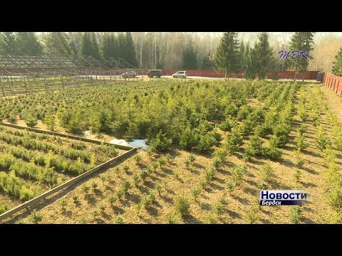 220 тысяч саженцев подготовил бердский лесхоз для восполнения лесного фонда 220 тысяч саженцев подготовил бердский лесхоз для восполнения лесного фонда
