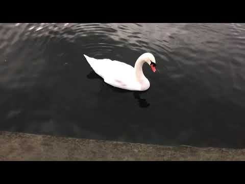 Funny bird takes rock off back