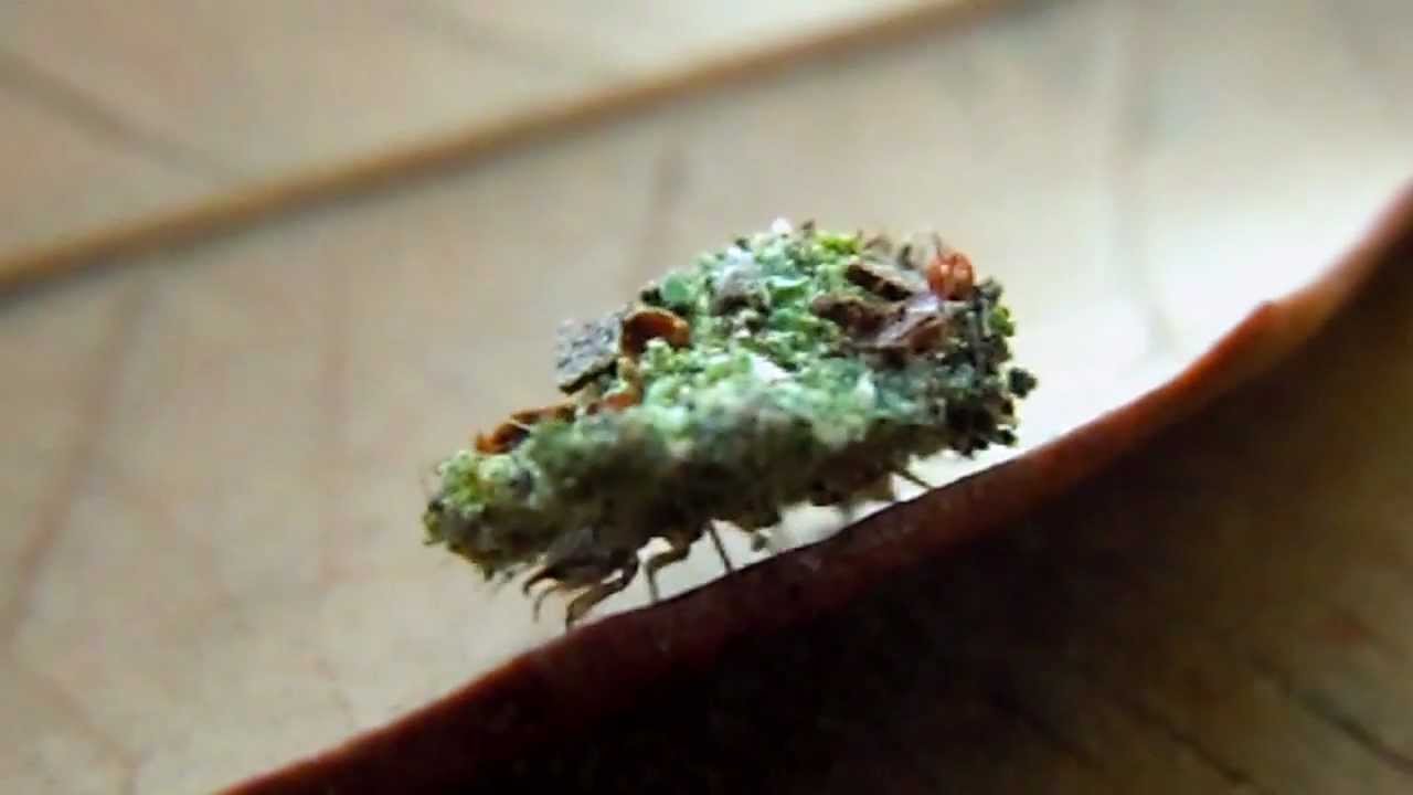 Macro Shot of Strange Bug That Looks Like Moss YouTube