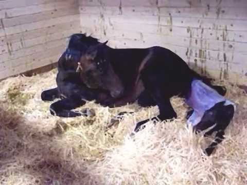 Horse Giving Birth - Foaling a baby colt - YouTube