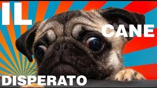 IL CANE DISPERATO