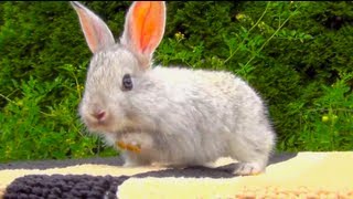 Baby Bunny First Time Outside - Cute Baby Bunny Pet