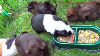 5 Guinea Pigs Eating Food So Funny