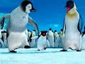 Alternativa - Pinguiton