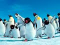 Alternativa - Pinguiton