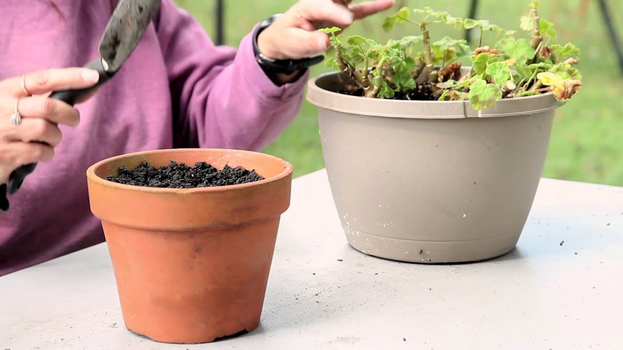 transplanting seedlings into bigger pots