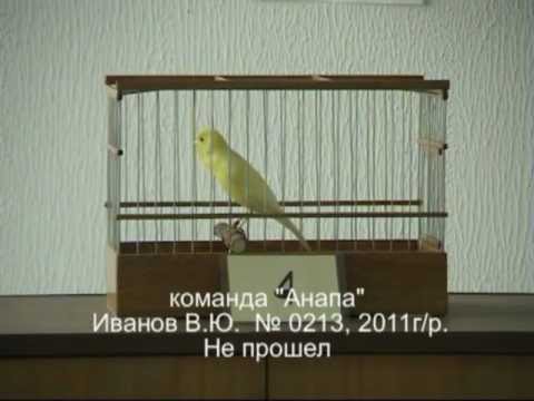 Краснодарский конкурс пения кенара Краснодарский конкурс пения кенара