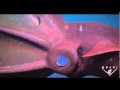 Vampyroteuthis Infernalis - The Vampire Squid - Youtube