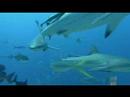 Shark Fin Soup Cruelty - News Report