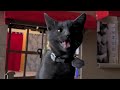 Poopy Cat Dolls: Do you want my purr purr?