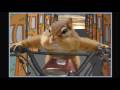 Funny Animals #2 In Widescreen