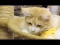 Cat Cafe in Ikebukuro, Tokyo (ねこカフェ 池袋 東京)