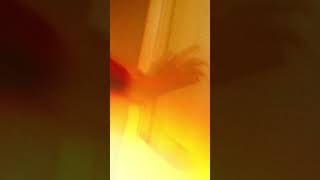 Премьера! The OM — Когда я любил