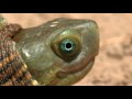 REPTILES ET TORTUES DU MAROC.mov