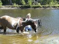 Sunshine et la baignade