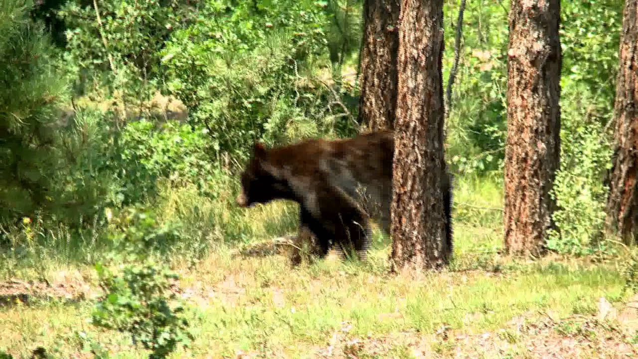 Does a Bear Shit in the Woods? YouTube