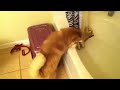 Husky pup arguing about taking a bath