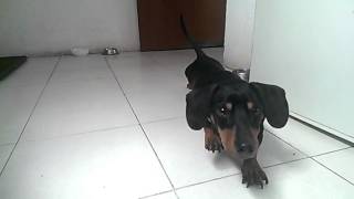 Cute Miniature Dachshund Stretching in Slow Motion