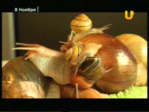 Африканские улитки в Уфе