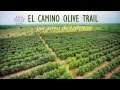 El Camino Olive Trail Movie Trailer - Youtube
