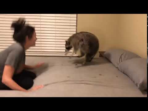 Raccoon Funnily Falls Off Bed While Playing Bounce With Owner - 1084200
