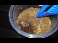 Two new Tarantulas! Paraphysa scrofa and Sericopelma sp. El Cope