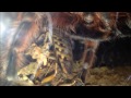 Two new Tarantulas! Paraphysa scrofa and Sericopelma sp. El Cope