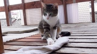 タオルを取られたくない猫 - Ohagi likes a towel.-