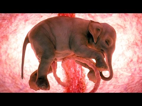 inside the womb national geographic