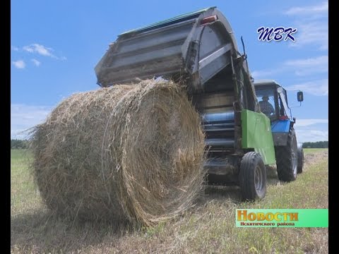 Не только вовремя скосить, но и высушить. Животноводы Искитимского района заготавливают корма с оглядкой на дожди Не только вовремя скосить, но и высушить. Животноводы Искитимского района заготавливают корма с оглядкой на дожди