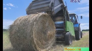 Не только вовремя скосить, но и высушить. Животноводы Искитимского района заготавливают корма с оглядкой на дожди