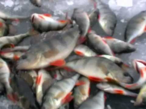Зимняя рыбалка, видео-отчёт за 4.01.2013.mp4