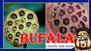 BUFALA D.O.C. | Infezioni da Shampoo