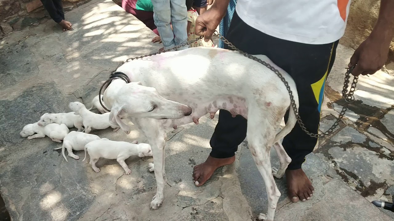 Caravan Dog In Pune India