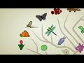 What is Evolution?
