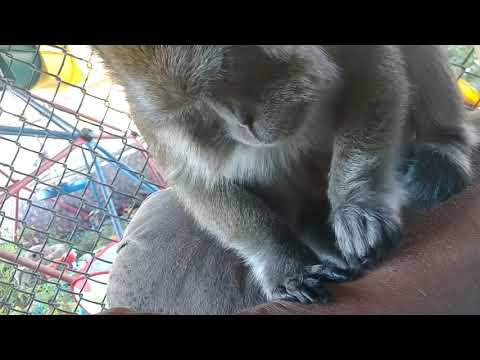Bugs Bullock Grooming Master ASMR