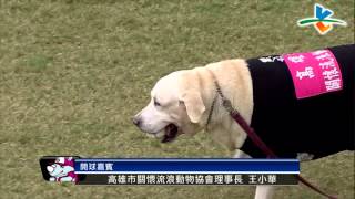 20131006 CPBL 象vs犀牛 賽前 高雄市關懷流浪動物協會開球 拉拉可愛的程度不輸給黃色小鴨