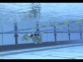Swimming - Go Swim Breaststroke Drills
