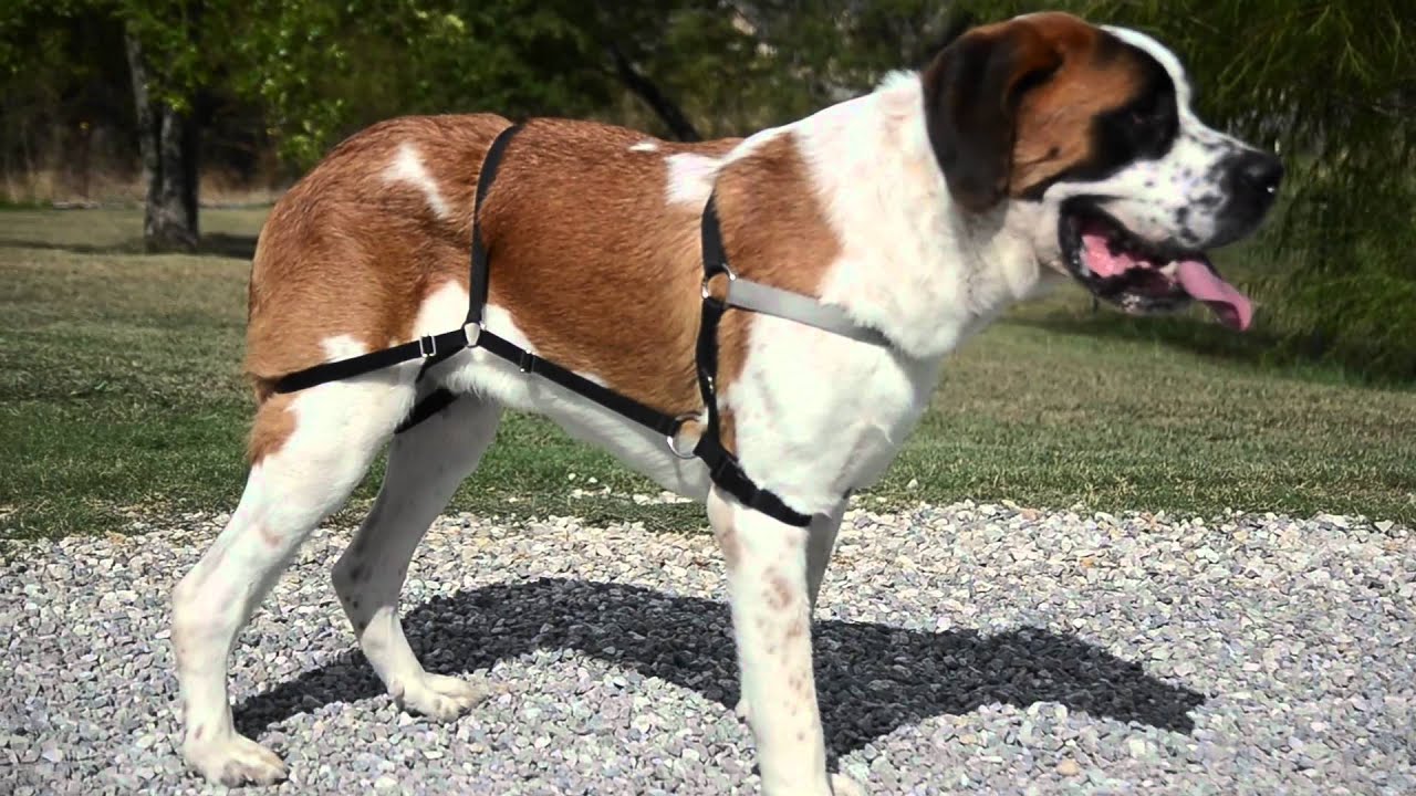 Pull Stopno pull harness and Jump Stopno jump harness.mp4 YouTube