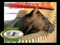 Crianza De Caballos Cuarto De Milla Campo Alegre Estado Barinas Part. 1