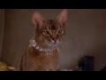 The Cat from Outer Space - scene