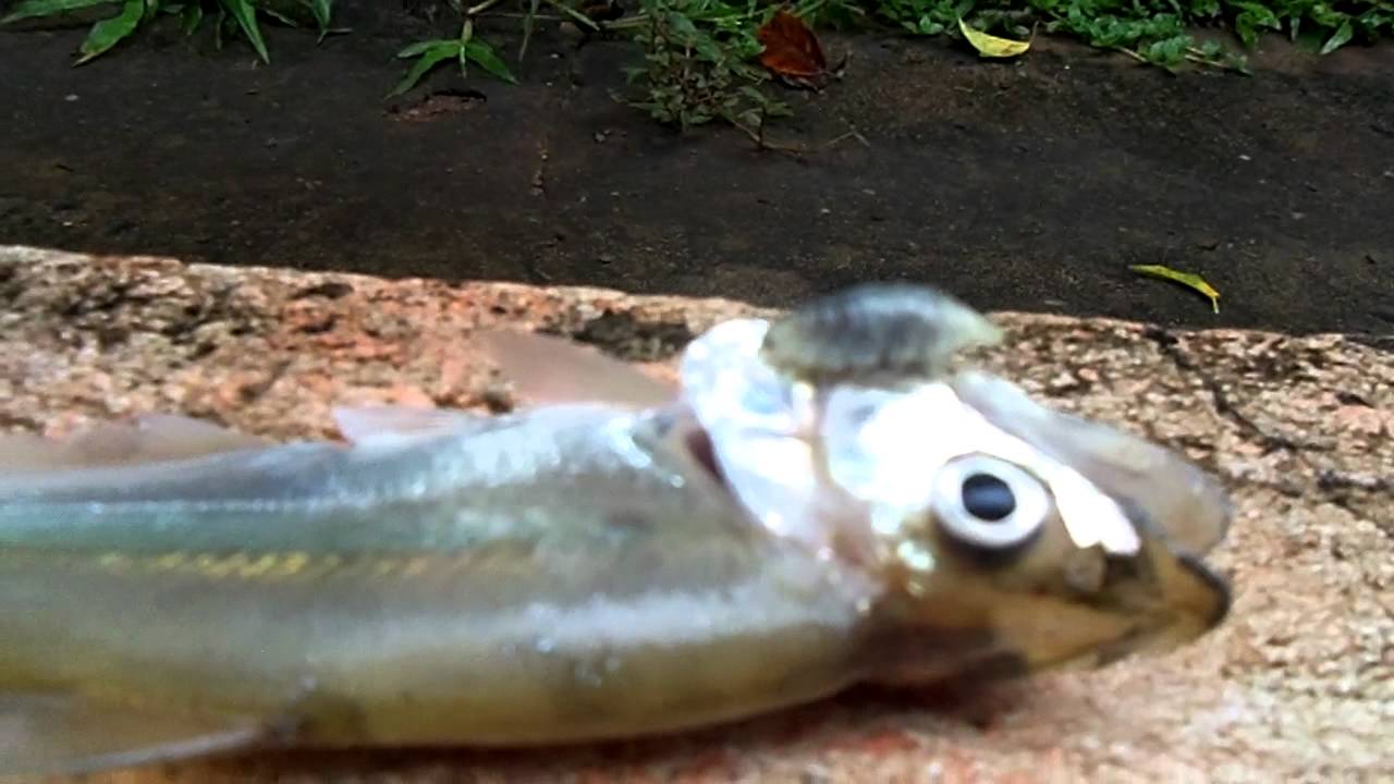 Parasitas de bactérias na pessoa