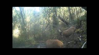 Trail Camera Video of Red Stags, NZ